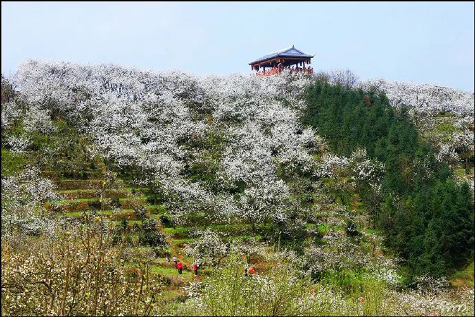 【春天,广西桂林灌阳县向您发出邀请!】我们在灌阳看梨花 - 游山玩水 - 随州生活社区 - 随州28生活网 suizhou.28life.com