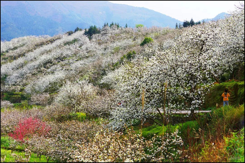 【春天,广西桂林灌阳县向您发出邀请!】我们在灌阳看梨花 - 游山玩水 - 随州生活社区 - 随州28生活网 suizhou.28life.com
