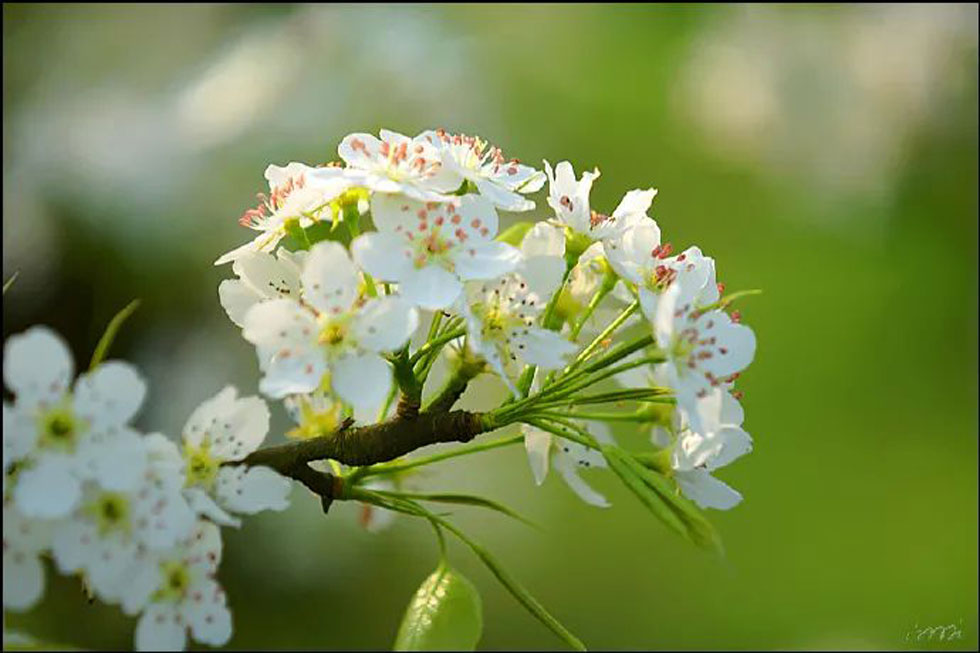 【春天,广西桂林灌阳县向您发出邀请!】我们在灌阳看梨花 - 游山玩水 - 随州生活社区 - 随州28生活网 suizhou.28life.com