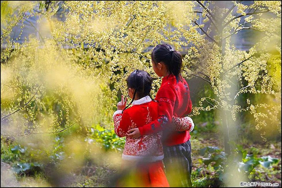 【春天,广西桂林灌阳县向您发出邀请!】米珠山前有片山苍子花在飘香 - 游山玩水 - 随州生活社区 - 随州28生活网 suizhou.28life.com