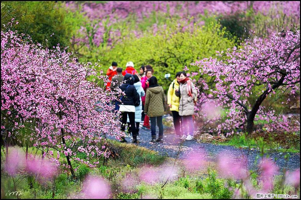 【春天,广西桂林灌阳县向您发出邀请!】官庄村有个醉美的桃花园 - 游山玩水 - 随州生活社区 - 随州28生活网 suizhou.28life.com