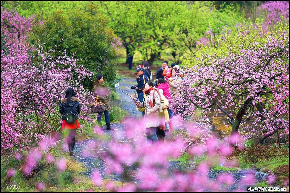 【春天,广西桂林灌阳县向您发出邀请!】官庄村有个醉美的桃花园 - 游山玩水 - 随州生活社区 - 随州28生活网 suizhou.28life.com
