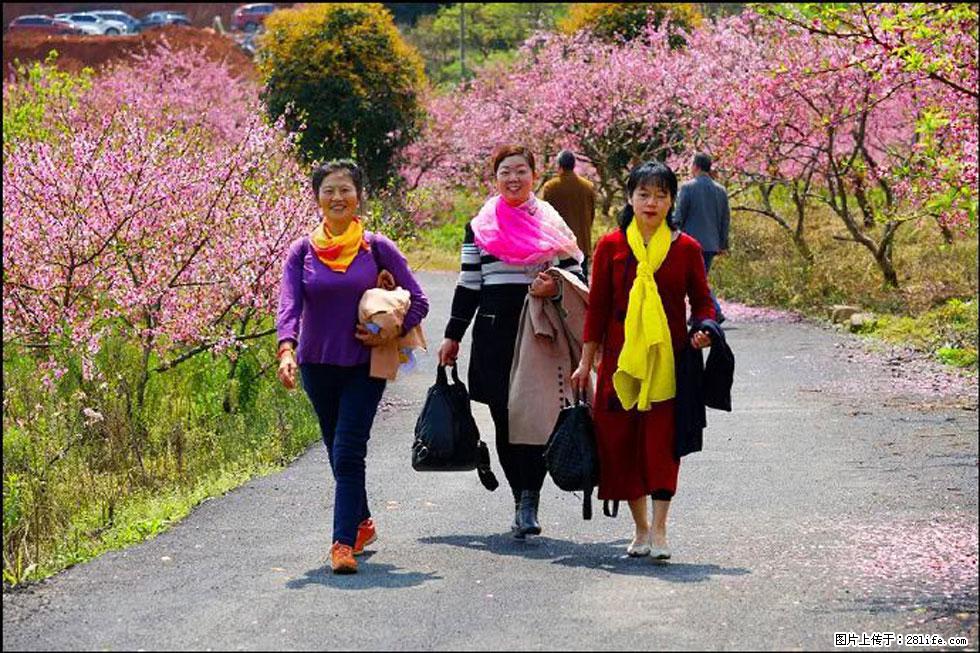 【春天,广西桂林灌阳县向您发出邀请!】官庄村有个醉美的桃花园 - 游山玩水 - 随州生活社区 - 随州28生活网 suizhou.28life.com