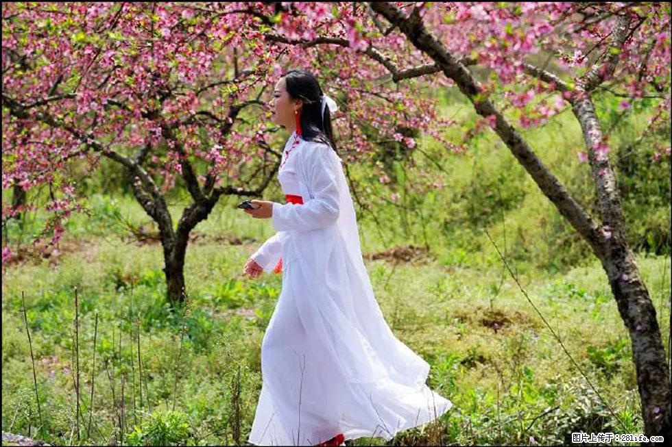 【春天,广西桂林灌阳县向您发出邀请!】官庄村有个醉美的桃花园 - 游山玩水 - 随州生活社区 - 随州28生活网 suizhou.28life.com