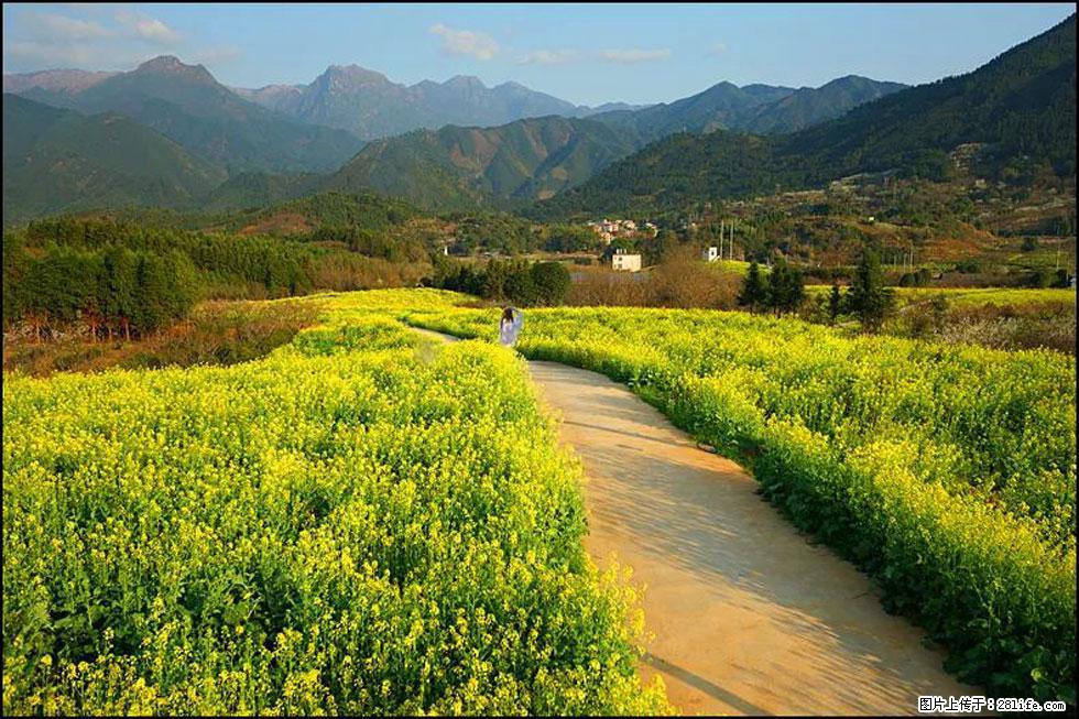 【春天,广西桂林灌阳县向您发出邀请!】长坪村油菜盛情花开 - 游山玩水 - 随州生活社区 - 随州28生活网 suizhou.28life.com