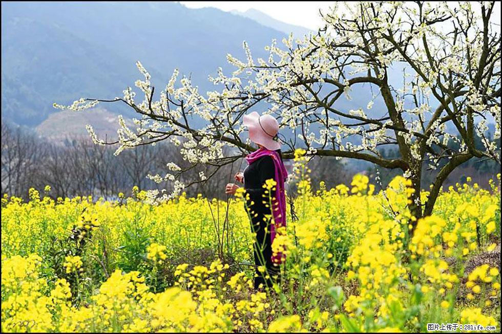 【春天,广西桂林灌阳县向您发出邀请!】长坪村油菜盛情花开 - 游山玩水 - 随州生活社区 - 随州28生活网 suizhou.28life.com