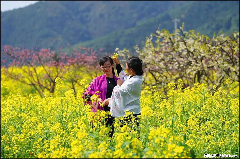 【春天,广西桂林灌阳县向您发出邀请!】长坪村油菜盛情花开 - 游山玩水 - 随州生活社区 - 随州28生活网 suizhou.28life.com