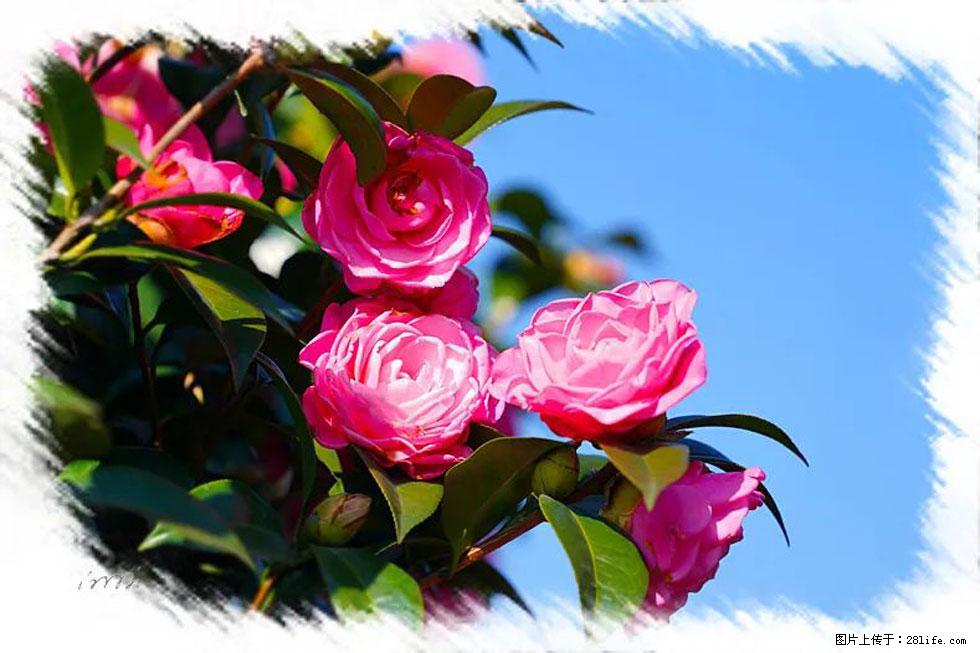 【春天,广西桂林灌阳县向您发出邀请!】杨柳井茶花惹人爱 - 游山玩水 - 随州生活社区 - 随州28生活网 suizhou.28life.com