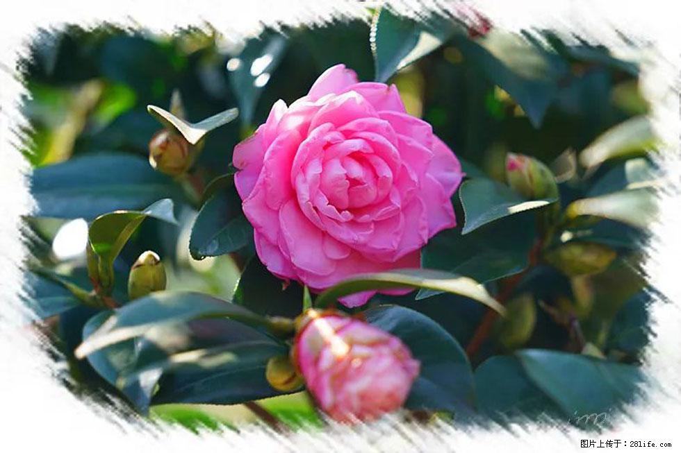 【春天,广西桂林灌阳县向您发出邀请!】杨柳井茶花惹人爱 - 游山玩水 - 随州生活社区 - 随州28生活网 suizhou.28life.com