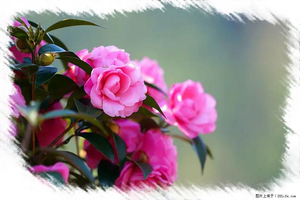 【春天,广西桂林灌阳县向您发出邀请!】杨柳井茶花惹人爱 - 游山玩水 - 随州生活社区 - 随州28生活网 suizhou.28life.com