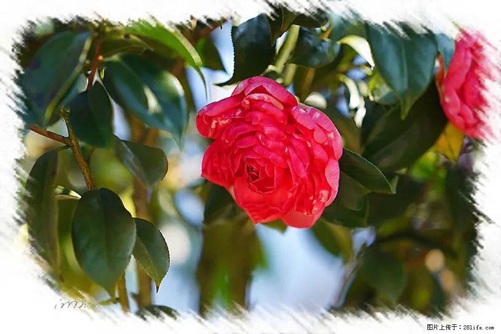 【春天,广西桂林灌阳县向您发出邀请!】杨柳井茶花惹人爱 - 游山玩水 - 随州生活社区 - 随州28生活网 suizhou.28life.com