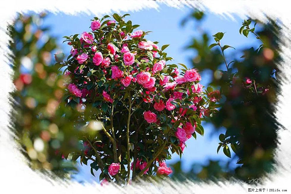 【春天,广西桂林灌阳县向您发出邀请!】杨柳井茶花惹人爱 - 游山玩水 - 随州生活社区 - 随州28生活网 suizhou.28life.com