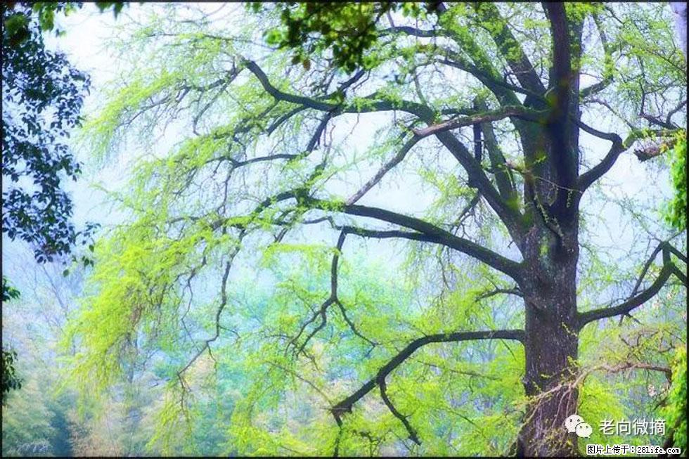 【春天,广西桂林灌阳县向您发出邀请!】在小龙村与春天约会 - 游山玩水 - 随州生活社区 - 随州28生活网 suizhou.28life.com