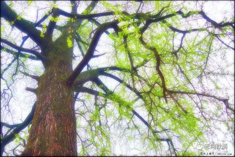 【春天,广西桂林灌阳县向您发出邀请!】在小龙村与春天约会 - 游山玩水 - 随州生活社区 - 随州28生活网 suizhou.28life.com