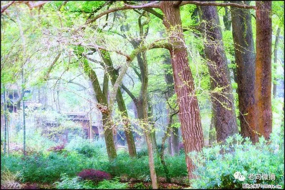 【春天,广西桂林灌阳县向您发出邀请!】在小龙村与春天约会 - 游山玩水 - 随州生活社区 - 随州28生活网 suizhou.28life.com