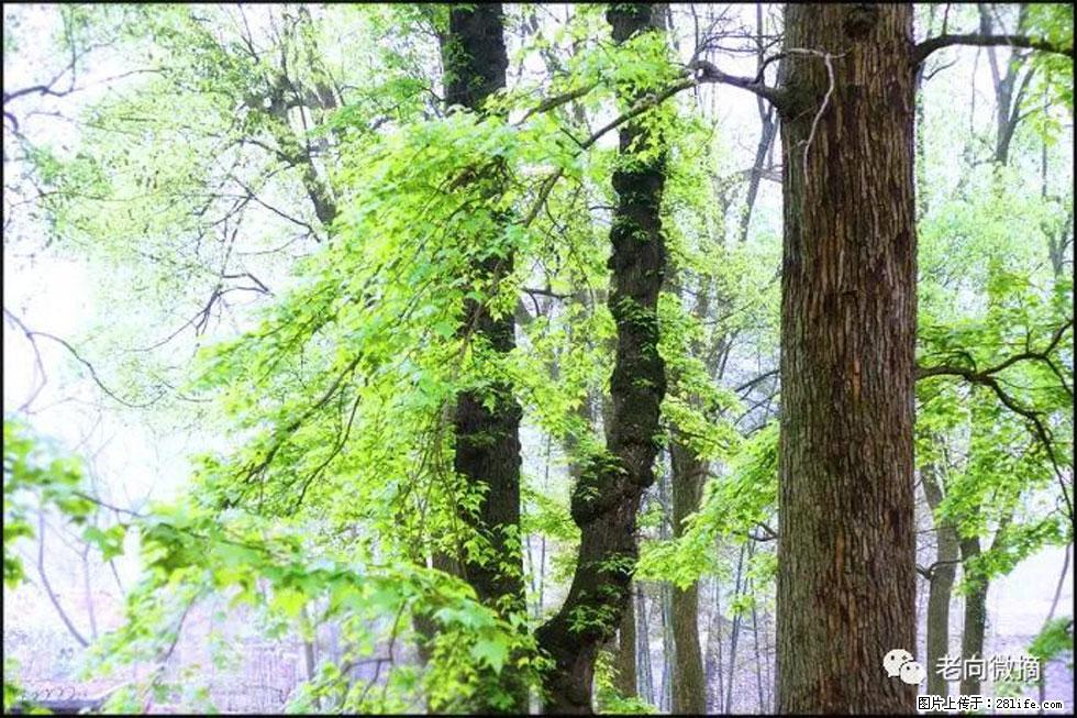 【春天,广西桂林灌阳县向您发出邀请!】在小龙村与春天约会 - 游山玩水 - 随州生活社区 - 随州28生活网 suizhou.28life.com