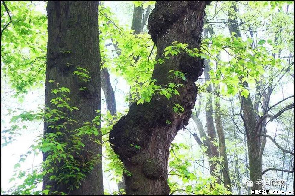 【春天,广西桂林灌阳县向您发出邀请!】在小龙村与春天约会 - 游山玩水 - 随州生活社区 - 随州28生活网 suizhou.28life.com