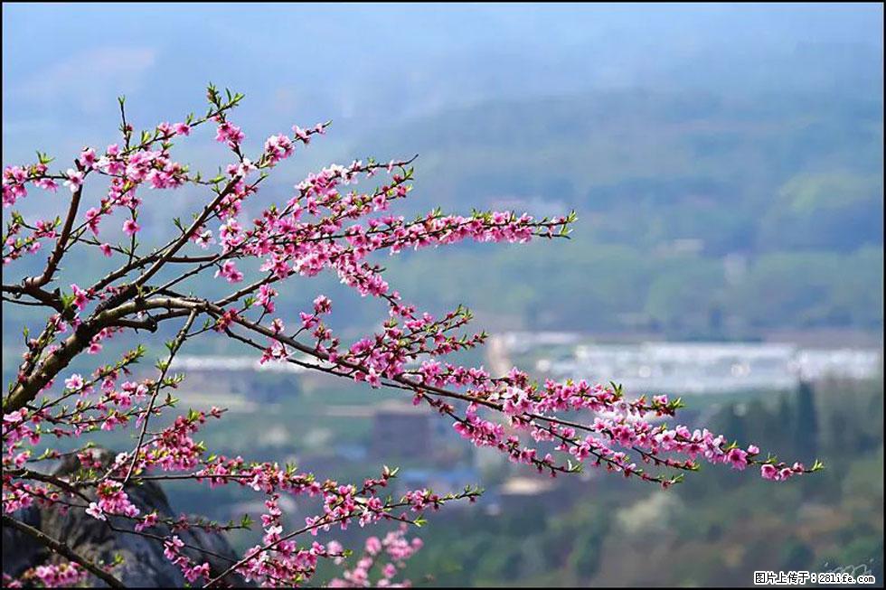 【春天,广西桂林灌阳县向您发出邀请!】望月岭上桃花开 - 游山玩水 - 随州生活社区 - 随州28生活网 suizhou.28life.com