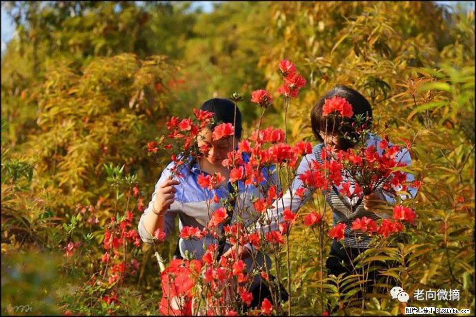 【春天,广西桂林灌阳县向您发出邀请!】登麒麟山,相约映山红 - 游山玩水 - 随州生活社区 - 随州28生活网 suizhou.28life.com