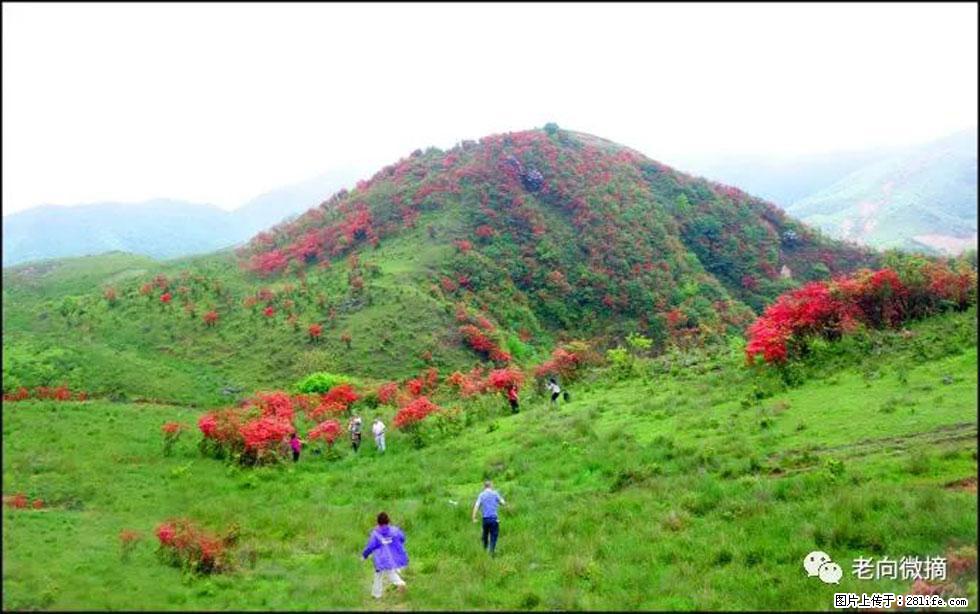 【春天,广西桂林灌阳县向您发出邀请!】宝盖山上映山红 - 游山玩水 - 随州生活社区 - 随州28生活网 suizhou.28life.com