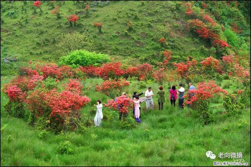 【春天,广西桂林灌阳县向您发出邀请!】宝盖山上映山红 - 游山玩水 - 随州生活社区 - 随州28生活网 suizhou.28life.com