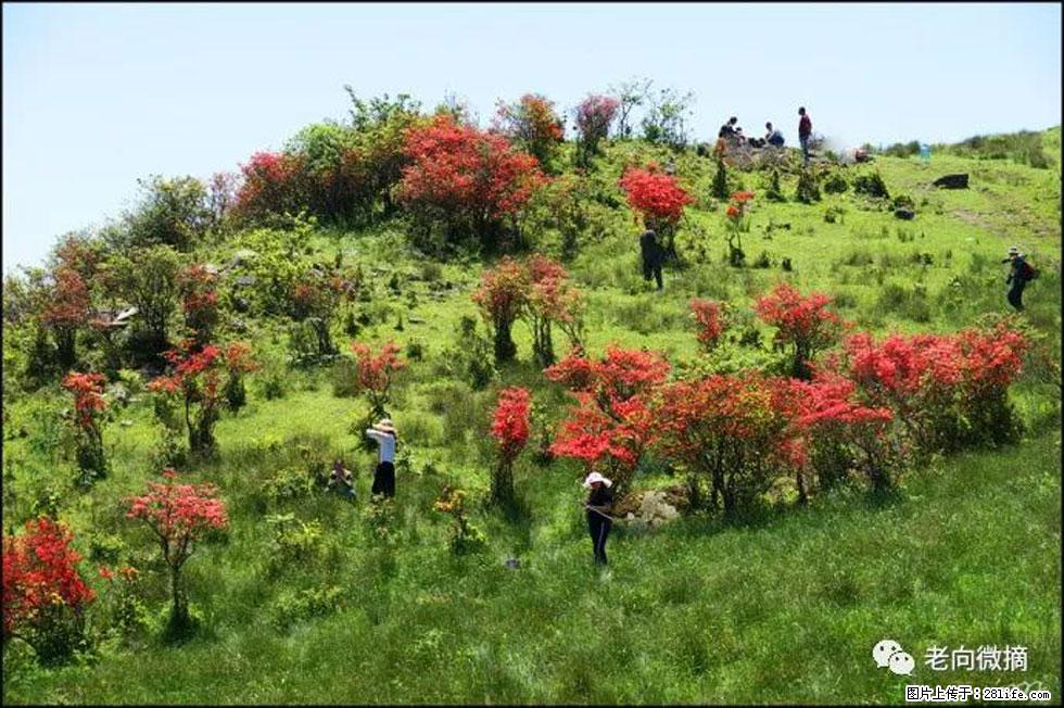 【春天,广西桂林灌阳县向您发出邀请!】宝盖山上映山红 - 游山玩水 - 随州生活社区 - 随州28生活网 suizhou.28life.com