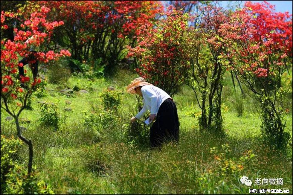 【春天,广西桂林灌阳县向您发出邀请!】宝盖山上映山红 - 游山玩水 - 随州生活社区 - 随州28生活网 suizhou.28life.com