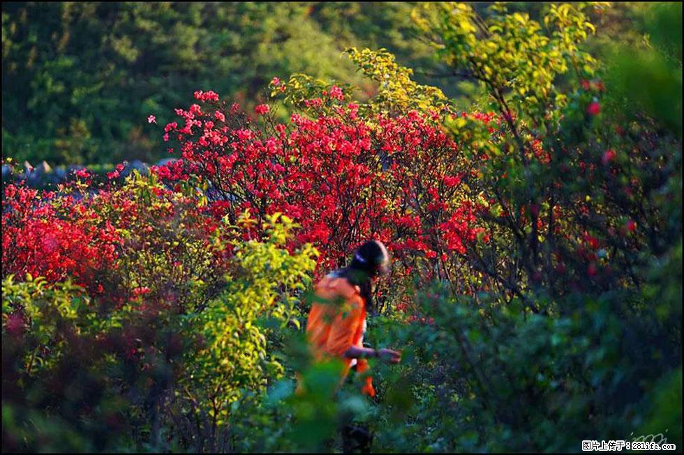 【春天,广西桂林灌阳县向您发出邀请!】春木界上映山红 - 游山玩水 - 随州生活社区 - 随州28生活网 suizhou.28life.com