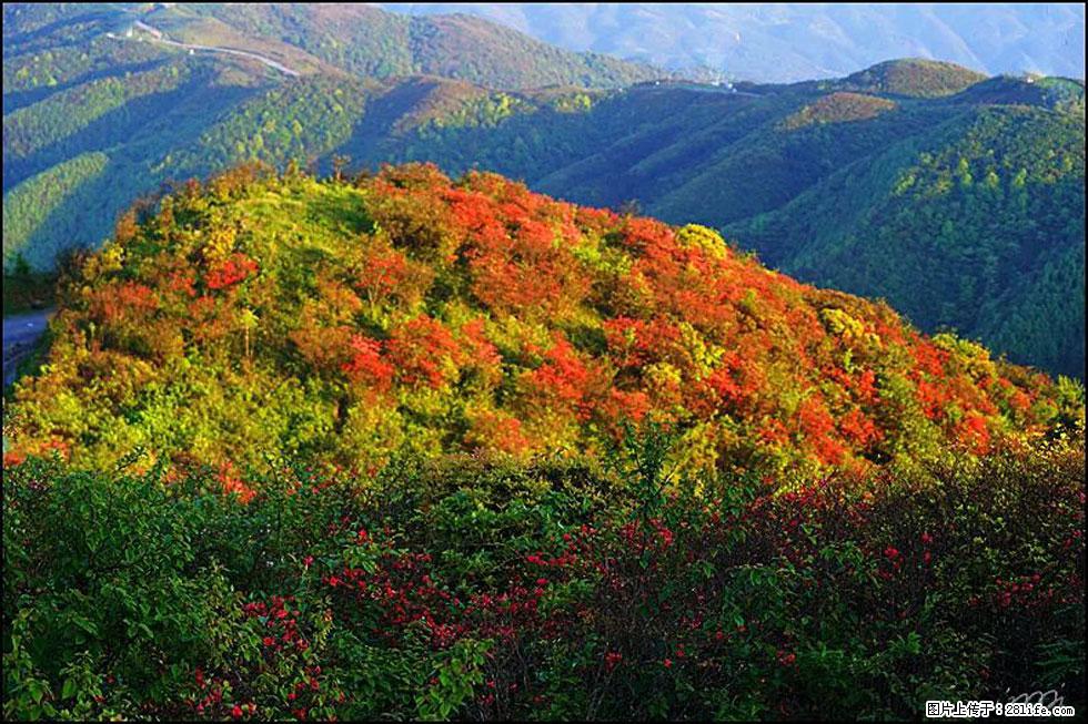 【春天,广西桂林灌阳县向您发出邀请!】春木界上映山红 - 游山玩水 - 随州生活社区 - 随州28生活网 suizhou.28life.com