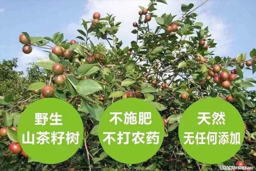 【灌阳县油茶产业示范区】一个有着充实的精神生活的人,对待身外之物自会有一种淡泊的态度 - 美食天地 - 随州生活社区 - 随州28生活网 suizhou.28life.com
