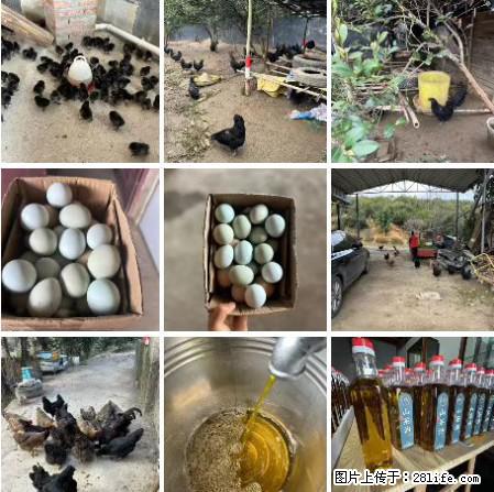 油茶园从小鸡仔开始养起的纯土鸡、土鸡蛋可以预定啦!还有前几天刚榨的纯山茶油哦 - 美食天地 - 随州生活社区 - 随州28生活网 suizhou.28life.com