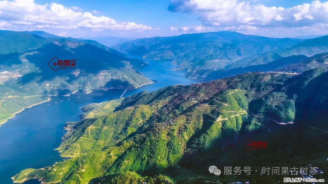 时间果百年古树龙珠普洱生茶 - 购物交流 - 随州生活社区 - 随州28生活网 suizhou.28life.com