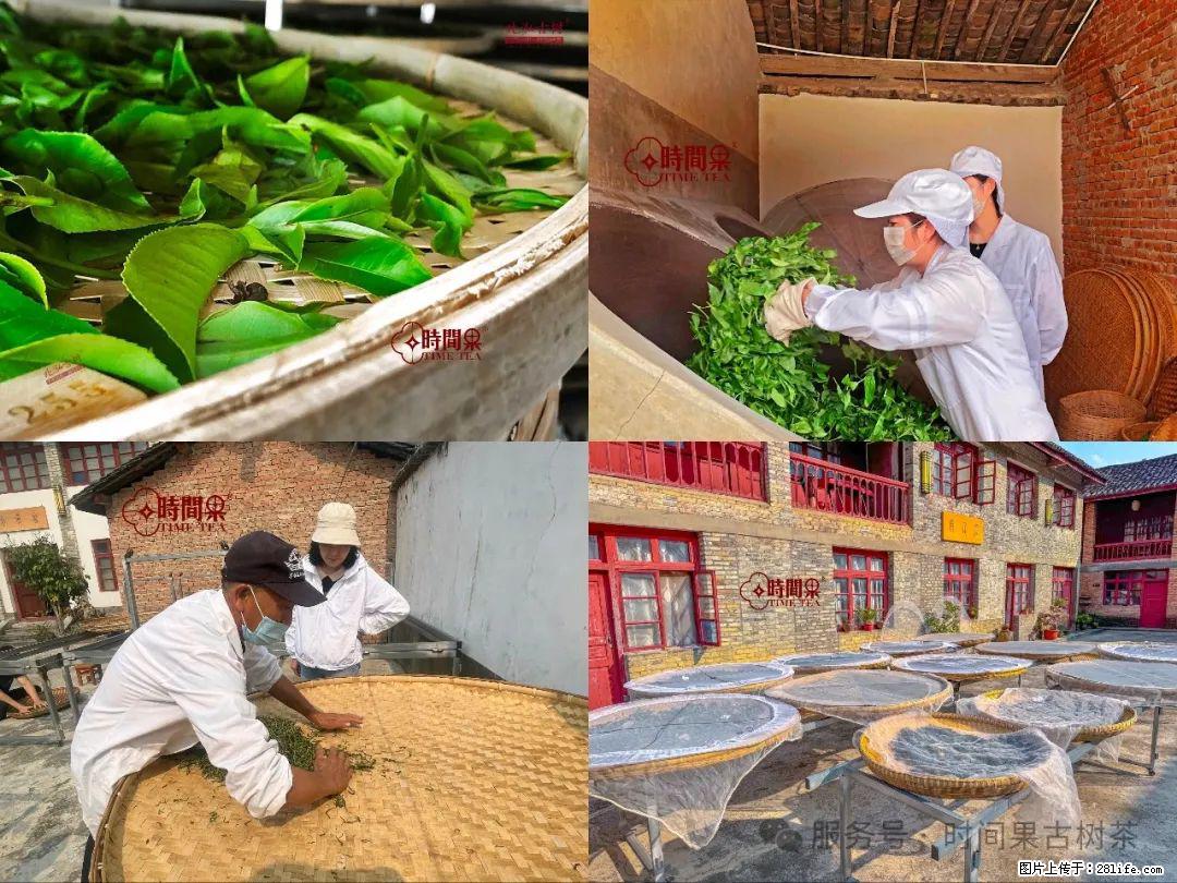 时间果百年古树龙珠普洱生茶 - 购物交流 - 随州生活社区 - 随州28生活网 suizhou.28life.com