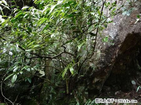 平乐石崖茶,珍贵仅次于金花茶 - 随州生活资讯 - 随州28生活网 suizhou.28life.com