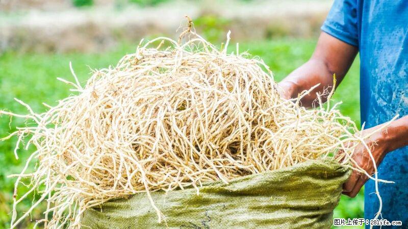 堪称“最难吃”的蔬菜,却是 “抗辐射神器”,还能护肺、清热、止咳化痰! - 随州生活资讯 - 随州28生活网 suizhou.28life.com