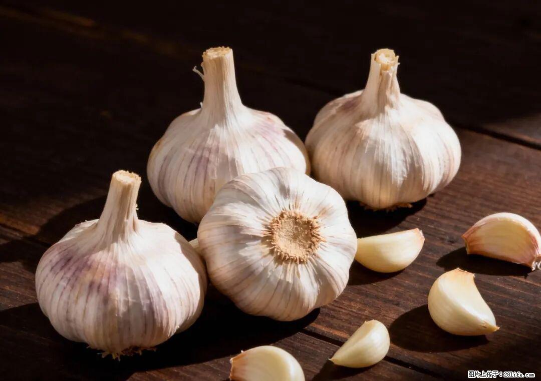 关于大蒜,除了“天然抗生素”,这4个谣言更该警惕! - 随州生活资讯 - 随州28生活网 suizhou.28life.com