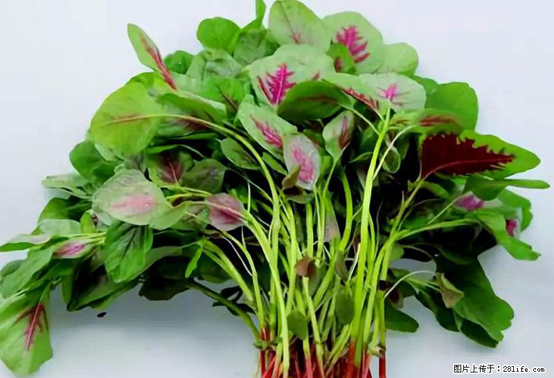 这些蔬菜是“天然钙片”，这6种被医生重点推荐 - 随州生活资讯 - 随州28生活网 suizhou.28life.com