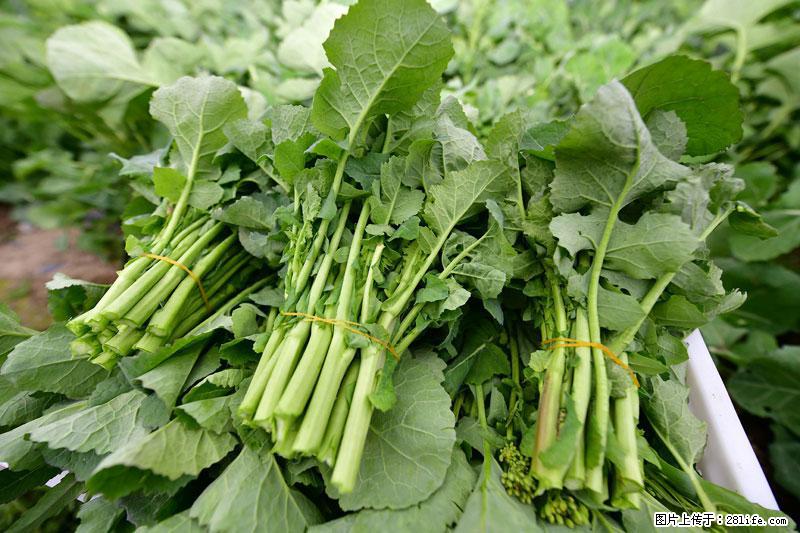 这些蔬菜是“天然钙片”，这6种被医生重点推荐 - 随州生活资讯 - 随州28生活网 suizhou.28life.com